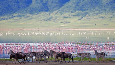 Ngorongoro Crater-The World Largest Unbroken And Unflooded Caldera