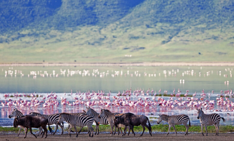 Ngorongoro Crater-The World Largest Unbroken And Unflooded Caldera