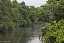 Exploring Beauty In The Amazon Rainforest in Suriname