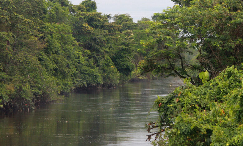 Exploring Beauty In The Amazon Rainforest in Suriname