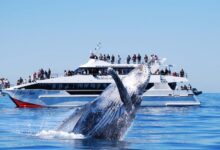 The Best Place to Watch Whales in Australia