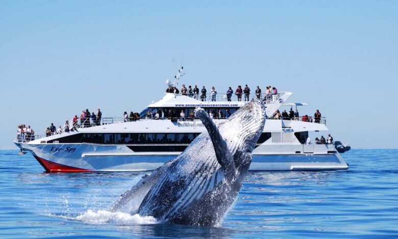 The Best Place to Watch Whales in Australia