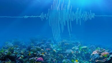 Exploring the Underwater World The Magic of Sound Waves in Fish Finders
