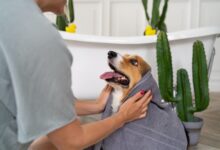 8 Factors To Consider For Hiring The Best Dog Grooming Services