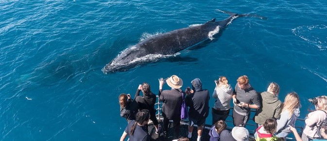 Passengers watching a Humpback Whale swimming beside their Whale Watching Cruise off the Sydney coastline.